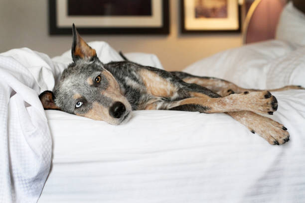 Dog laying on bed stock photo