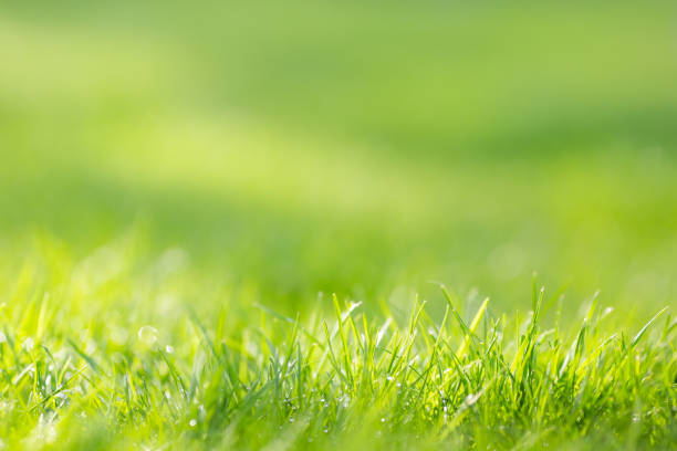 istock Fresh green grass background with place for text 951689542