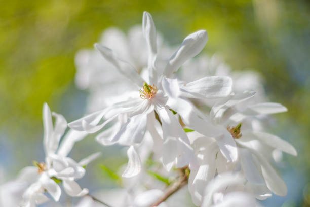 istock closeup of delicate magnolia flowers 951689954