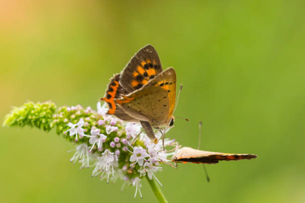 istock Small or common copper butterfly lycaena phlaeas closeup 951691394