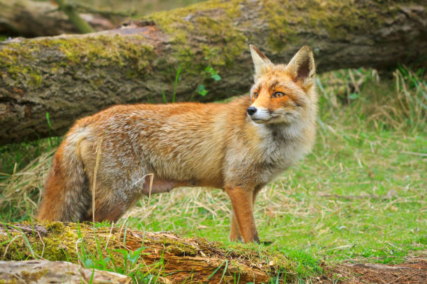 istock Side view of a Wild young red fox (vulpes vulpes) vixen scavenging in a forest 951691552