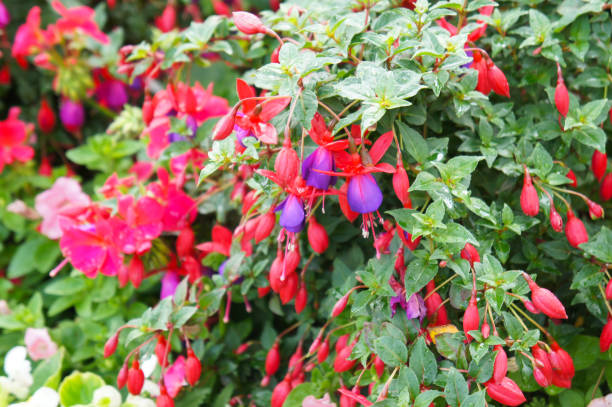 istock Fuchsia many red flowers with green 951691714