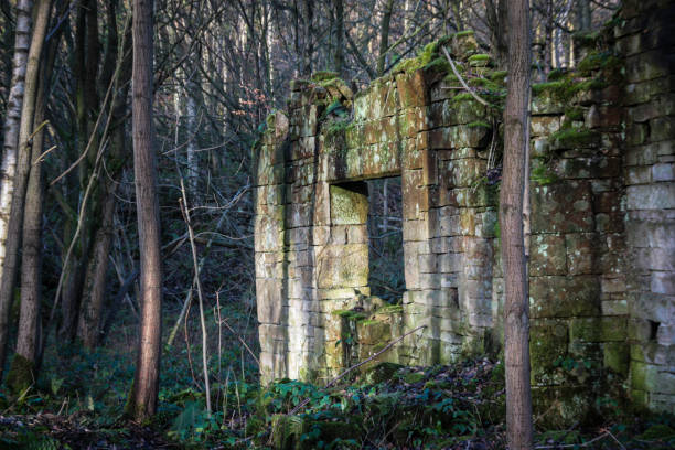 istock Ruined House in the Forest 951691832