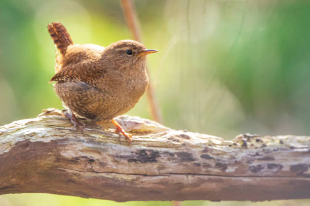 istock Eurasian Wren bird (Troglodytes troglodytes) display, singing and mating during Springtime season 951691952