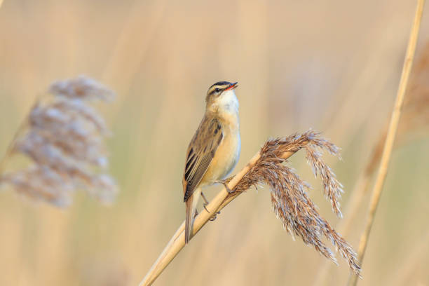 istock Sedge Warbler, Acrocephalus schoenobaenus, bird singing perched in reeds 951691962