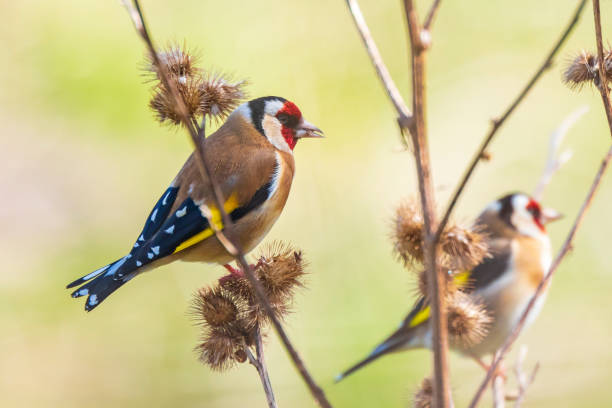 istock European goldfinch bird, (Carduelis carduelis), perched eating seeds during Springtime season 951692014