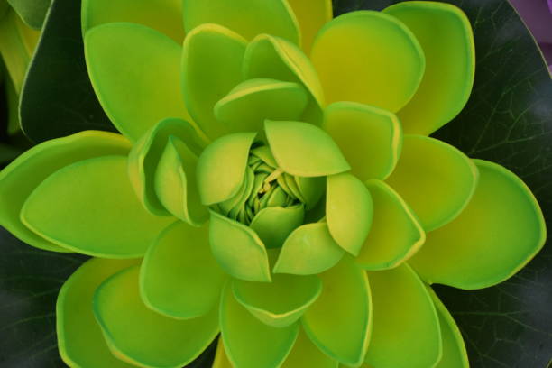 istock Flowers painted artificial color in the nursery 951692492