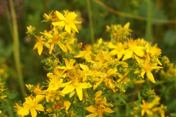 istock Hypericum or st. john's wort or tutsan many yellow flowers with greeen 951692572