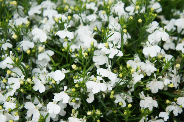 istock Lobelia erinus pendula many white flowers with green 951692648