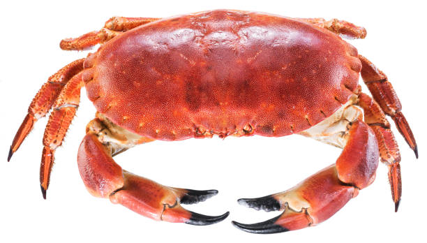 istock Cooked brown crab or edible crab. 951692904