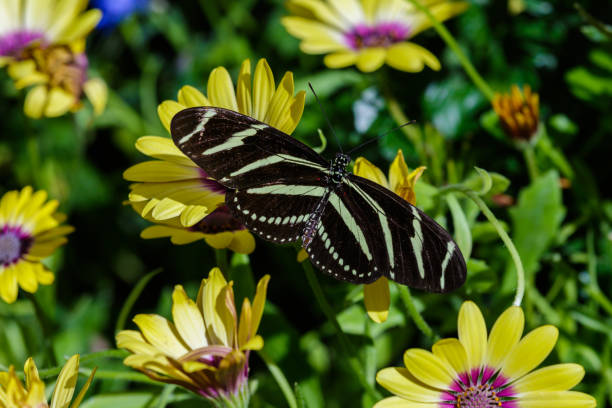 istock Zebra Longwing butterfly on yellow flowers; green background. 951694734