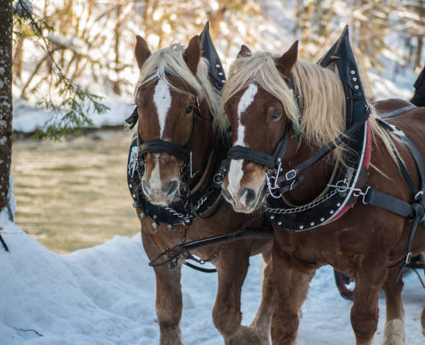 istock Horses in the snow near Wildbad Kreuth 951694900