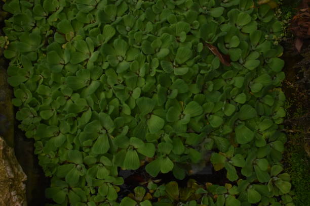 istock Looking down at the water plants 951695240