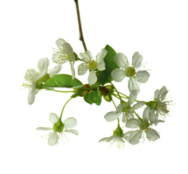 istock white blossoms on the branch on white background during spring blooming .  sakura blossoms isolated. Blooming cherry tree branches isolated on white background  without a shadow. 951695538