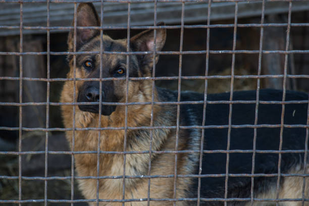istock Purebred sheepdog in a cage. 951696188