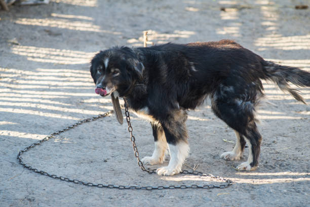 istock Shaggy yard dog on a leash. 951696200