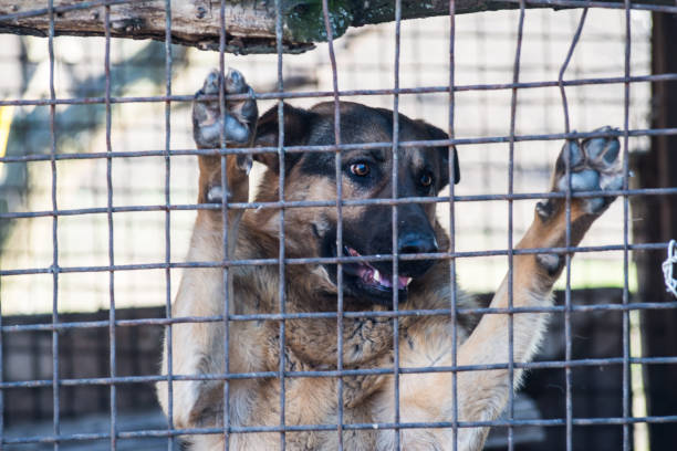 istock Purebred sheepdog in a cage. 951696210