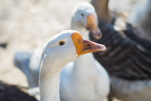 istock Geese walk along the bird's yard, poultry farm. 951696222