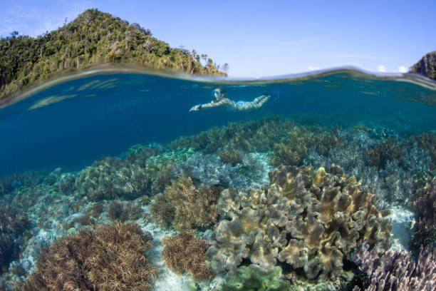 istock Beautiful Coral Reef and Snorkeler 951696834