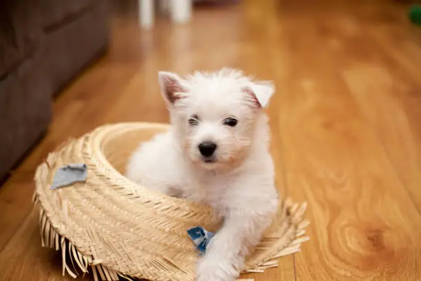 Purebred West Highland White Terrier dog in Straw Hat