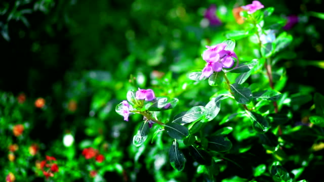 Pink flowers blooming with green leaf.