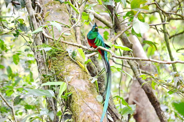 istock Resplendent quetzal - male 951698880