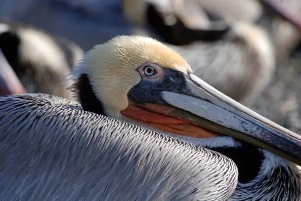 Brown Pelican close-up on secluded beach in Central California