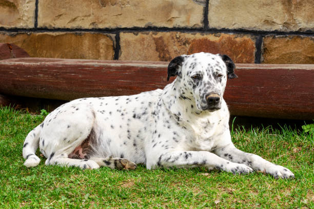 istock Dalmatian dog lying and resting down on the grass. 951700212