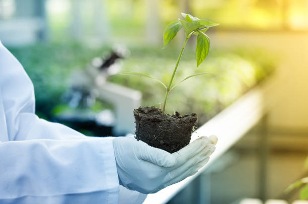 istock Agronomist holding seedling in hands in greenhouse 951700766