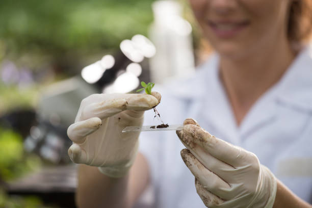 istock Biologist holding seedling above glass for test 951700810