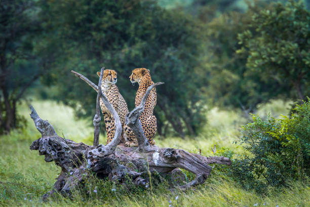 istock Cheetah in Kruger National park, South Africa 951700976