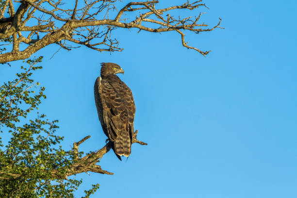istock Martial Eagle in Kruger National park, South Africa 951701478