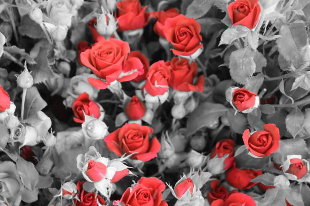 A bouquet of wrapped roses
