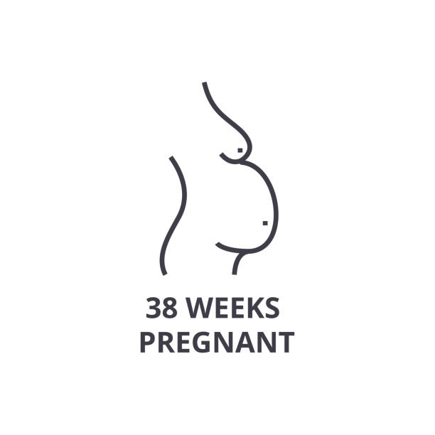 38 weeks pregnant thin line icon, sign, symbol, illustation, linear concept, vector 38 weeks pregnant thin line icon, sign, symbol, illustation, linear concept vector 7 week fetus stock illustrations