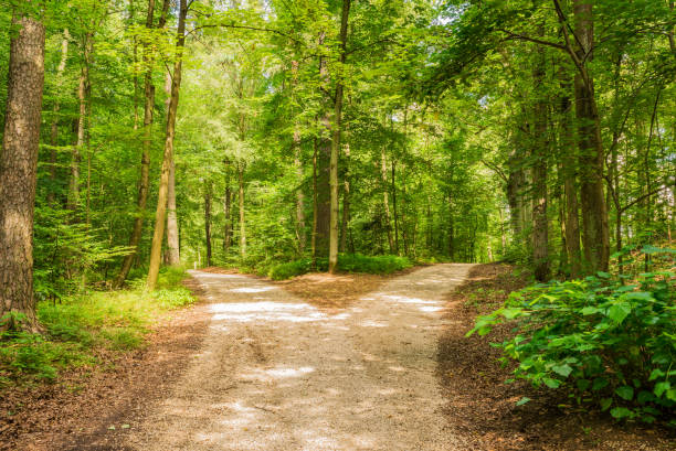 緑の森に分岐した道路右と左 - 分かれ道 ストックフォトと画像