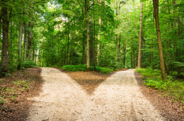 kreuzung im grünen wald - auseinander stock-fotos und bilder