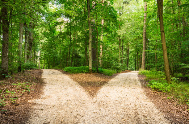 Crossroad in green forest Forked roads in green forest fork photos stock pictures, royalty-free photos & images