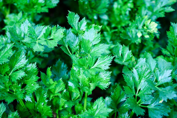 istock vivid green celery plant background 951703082