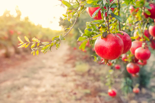 allée des fruits mûrs grenade suspendu à une branche d’arbre dans le jardin. concept de la récolte. coucher de soleil léger. flou sélectif, espace pour le texte. - grenadier arbre fruitier photos et images de collection