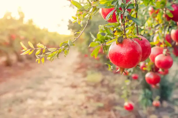 Alley of Ripe pomegranate fruits hanging on a tree branches in the garden. Harvest concept. Sunset light. soft selective focus, space for text