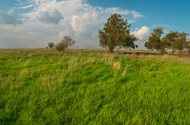 Green park panorama with green trees and green grass on green field