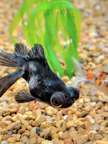 istock Large-eyed fish meandering about 951705620
