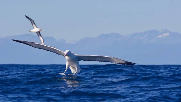 Albatros landing stock photo
