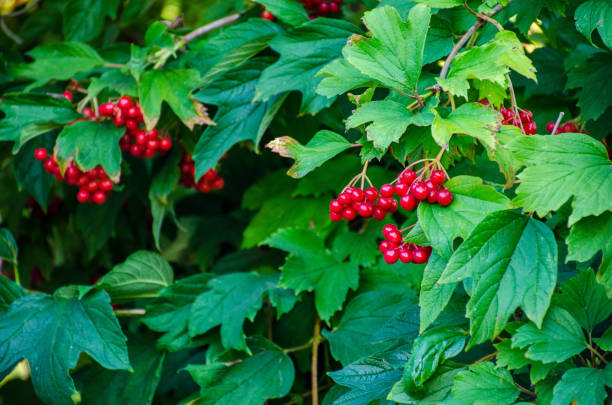 istock berries of viburnum 951706640