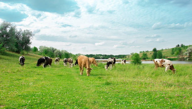 istock A herd of cows grazes on the lawn 951707822