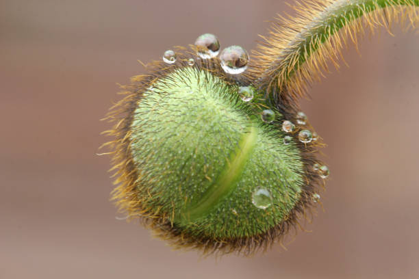 istock Poppy bud with rain drops. 951708484