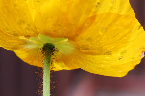 A close up of a yellow Poppy flower with water drops.