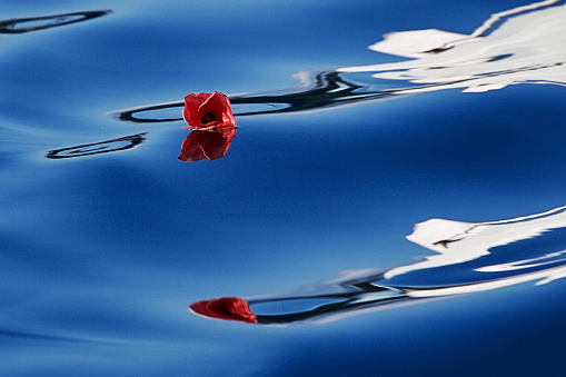 Hibiscus blossom floating by on a calm day. The water appearing like a mirror is making for this amazing shot of colours.