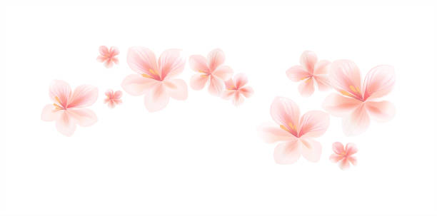 ilustraciones, imágenes clip art, dibujos animados e iconos de stock de vuelos ligeras melocotónes flores rosas aisladas sobre fondo blanco. flores del manzano. flor de cerezo. frontera. vector de - ramas de árbol de manzana y caída de flor pétalos