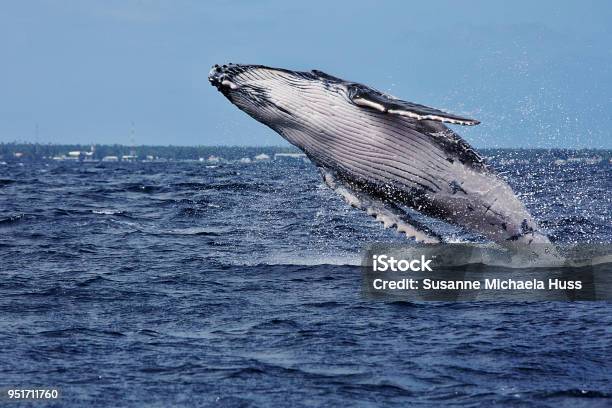 Photo libre de droit de Baleine À Bosse Sortant De Leau banque d'images et plus d'images libres de droit de Baleine - Baleine, Baleine à bosse, Sauter